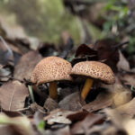 I funghi del Trentino