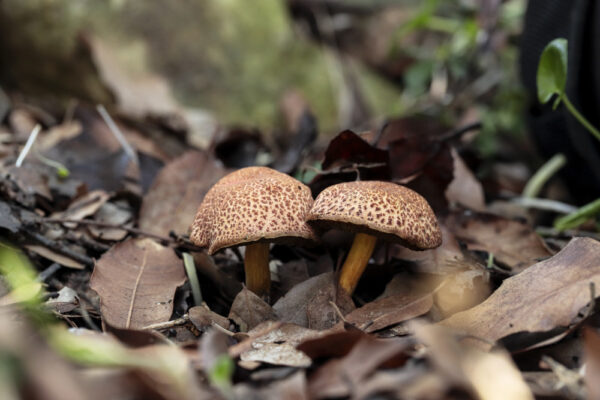 I funghi del Trentino