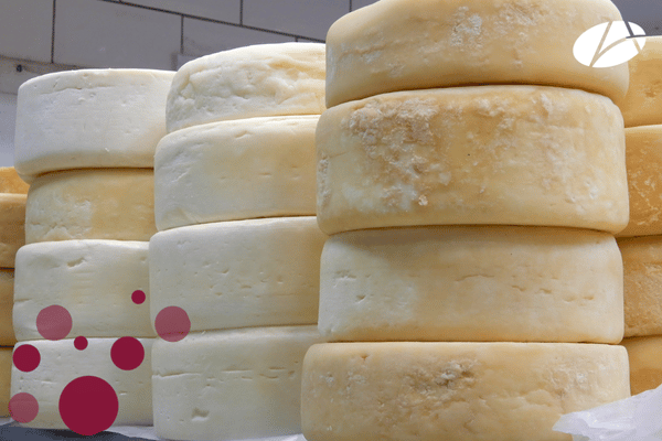 I formaggi del Trentino: dal latte alla tavola